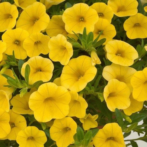 Calibrachoa 'Deep Yellow' 4 inch - The Garden Corner