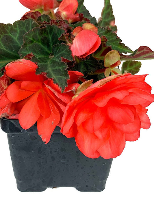 Begonia boliviensis 'Miss Malibu' 4 inch - The Garden Corner