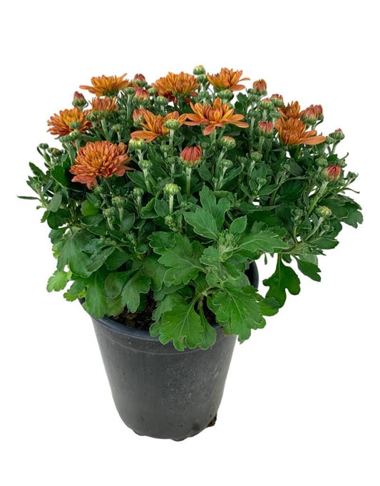 Garden Mum - Seasonal Plant