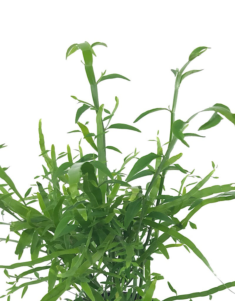 Homalocladium 'Ribbon Bush' - 1 gal