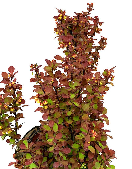 Berberis thunbergii 'Orange Rocket' 2 Gallon - The Garden Corner