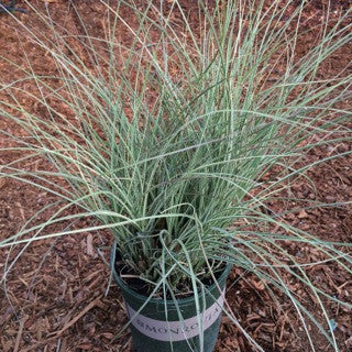 Miscanthus sinensis 'Morning Light'