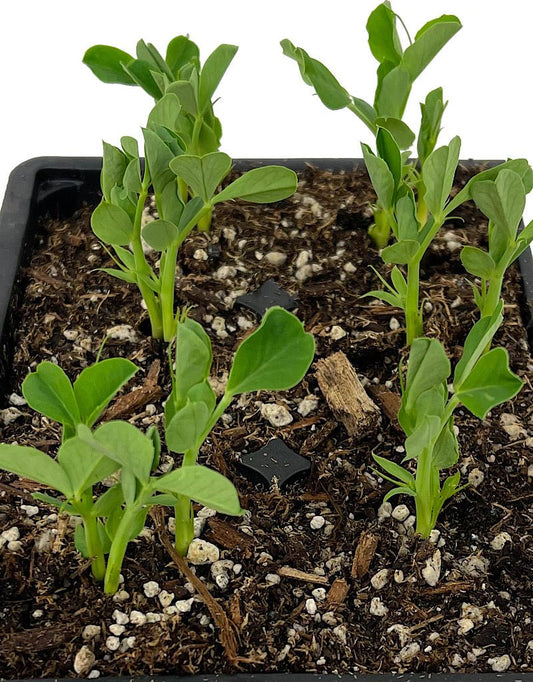 Peas Organic 'Sugar Sprint Snap Pea' - The Garden Corner