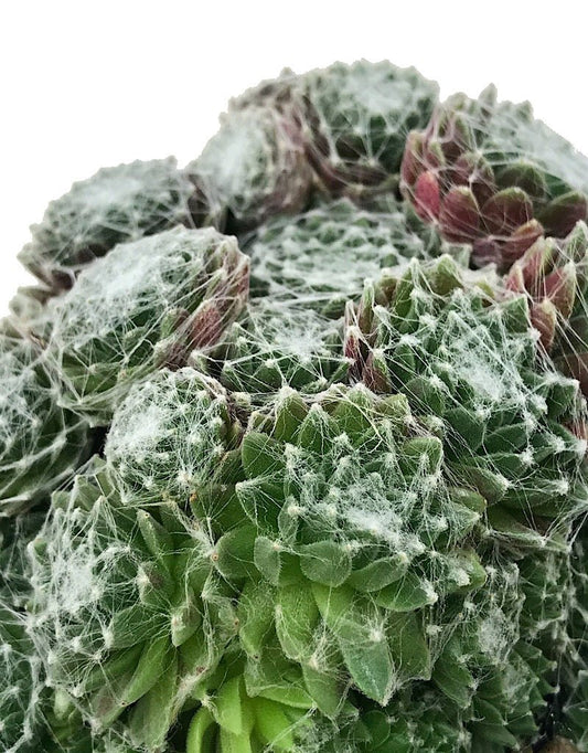 Sempervivum 'Spumanti' - The Garden Corner