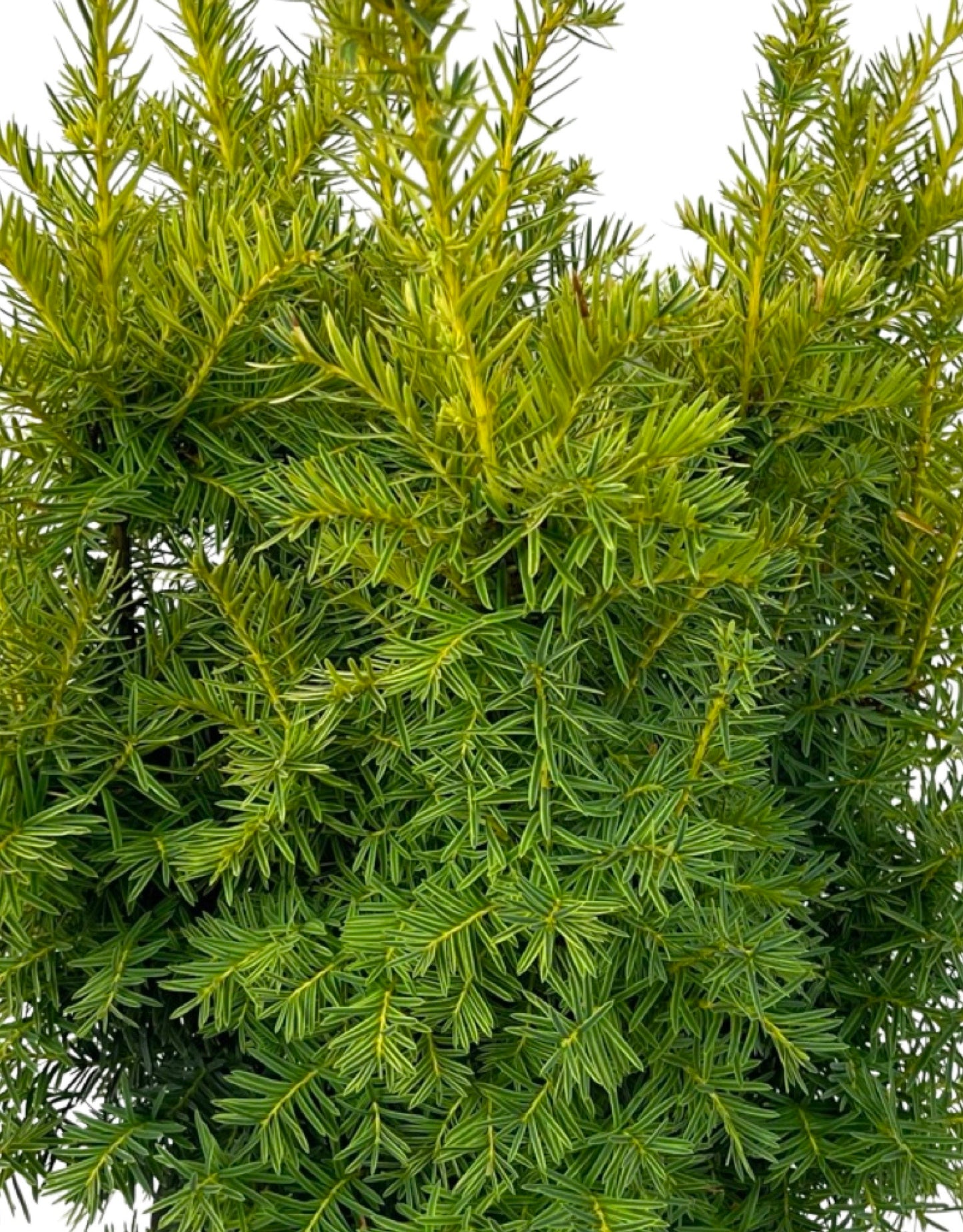 Taxus cuspidata 'Dwarf Bright Gold' 3 Gallon - The Garden Corner