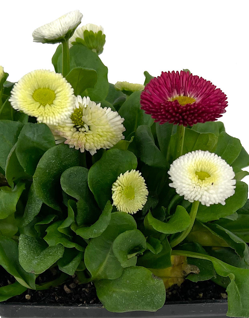 Bellis perennis 'Speedstar Mix' 4 Inch
