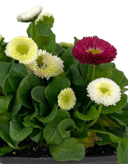 Bellis perennis 'Speedstar Mix' 4 Inch - The Garden Corner