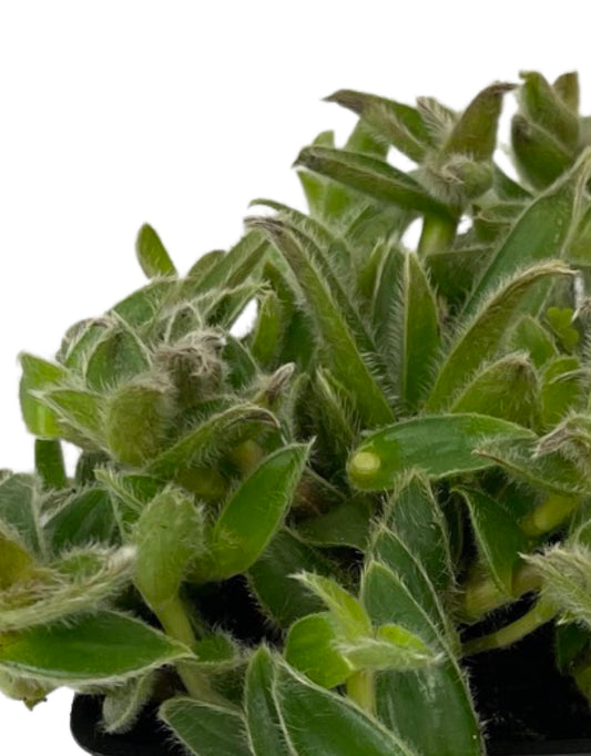 Cyanotis somaliensis 'Kitten Ears' Quart - The Garden Corner