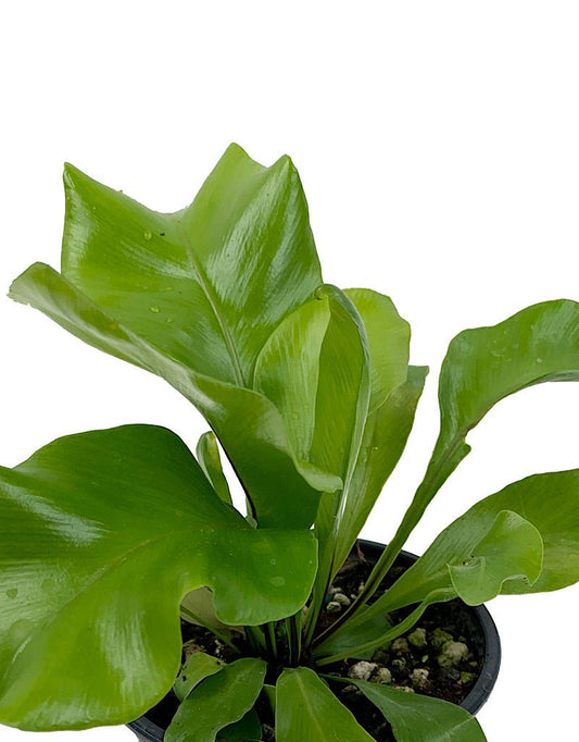 Asplenium nidus 'Aves' Quart - The Garden Corner