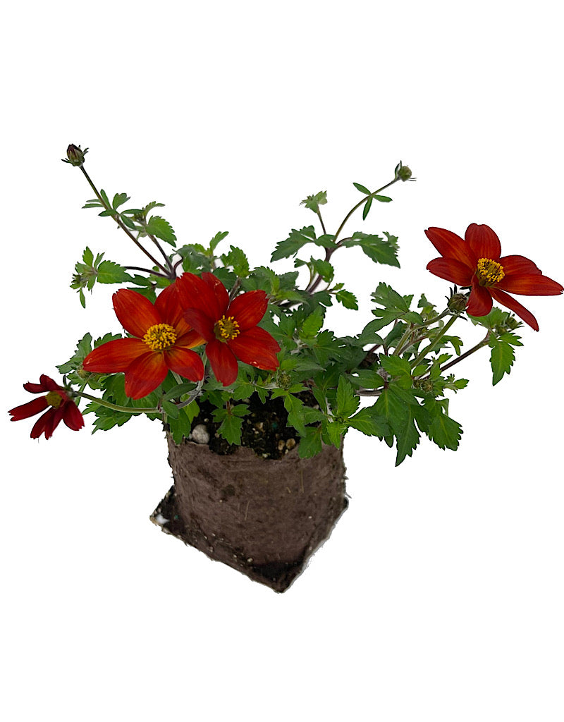 Bidens 'Bidyboom Red'