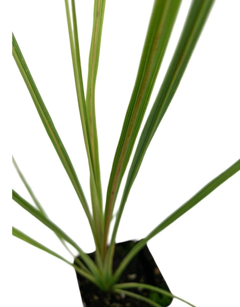 Dracaena indivisa 'Spike' - The Garden Corner