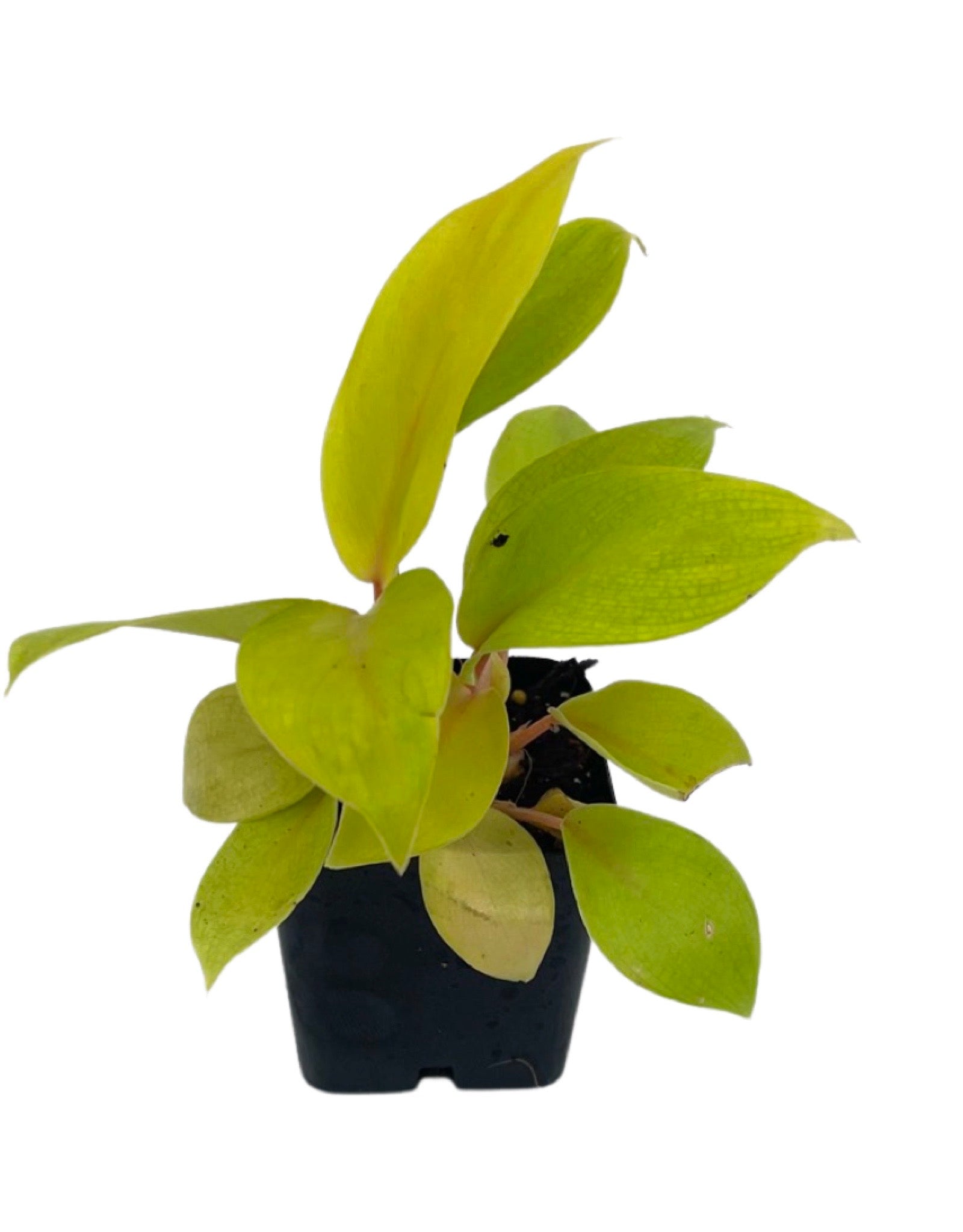 philodendron malay gold Philodendron 'Malay Gold' – The Garden Corner