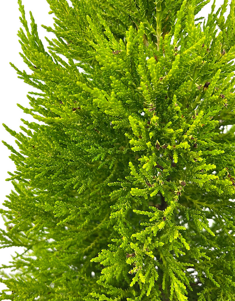 Cupressus macrocarpa 'Donard Gold'