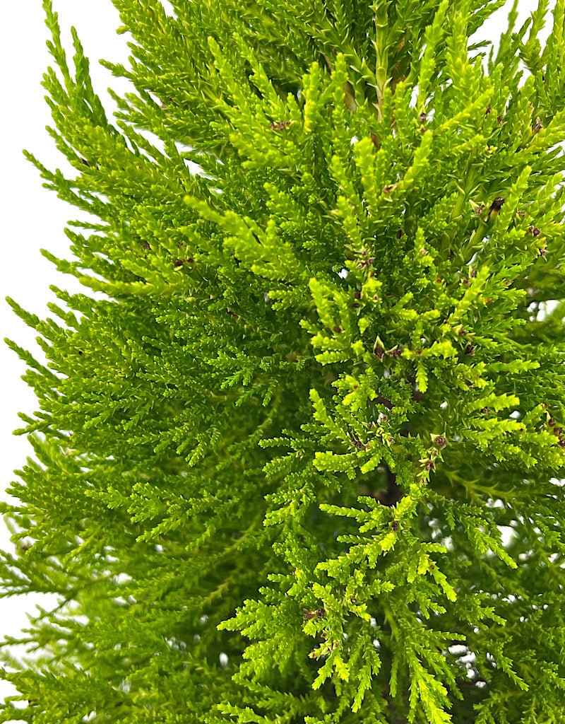 Cupressus macrocarpa 'Donard Gold' - The Garden Corner