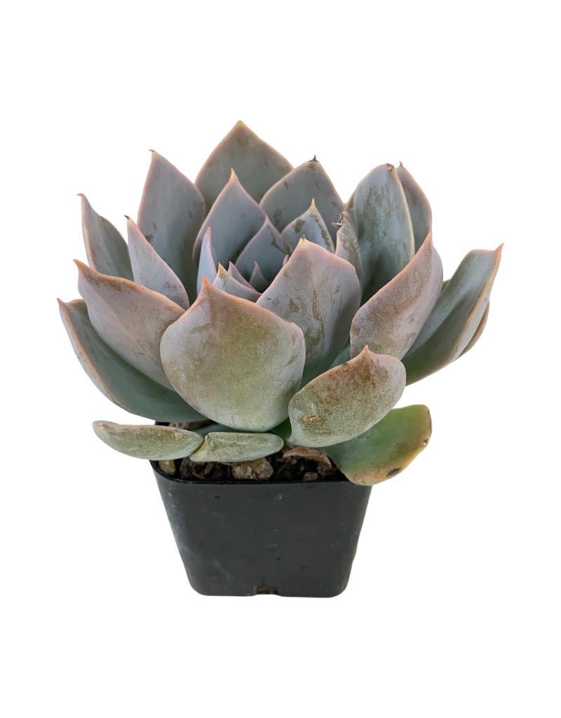 cante succulent Echeveria cante 'White Shadow' – The Garden Corner