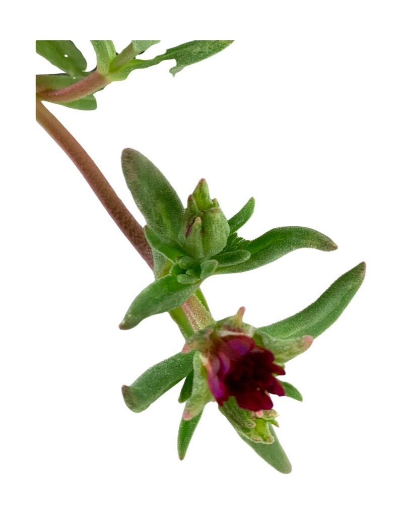 Delosperma 'Wheels of Wonder Fire' Quart - The Garden Corner