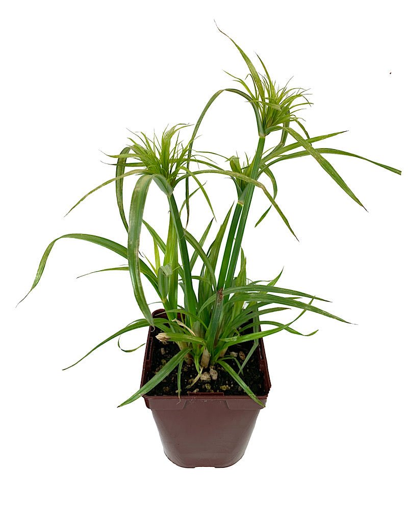 Cyperus papyrus 'King Tut' - The Garden Corner