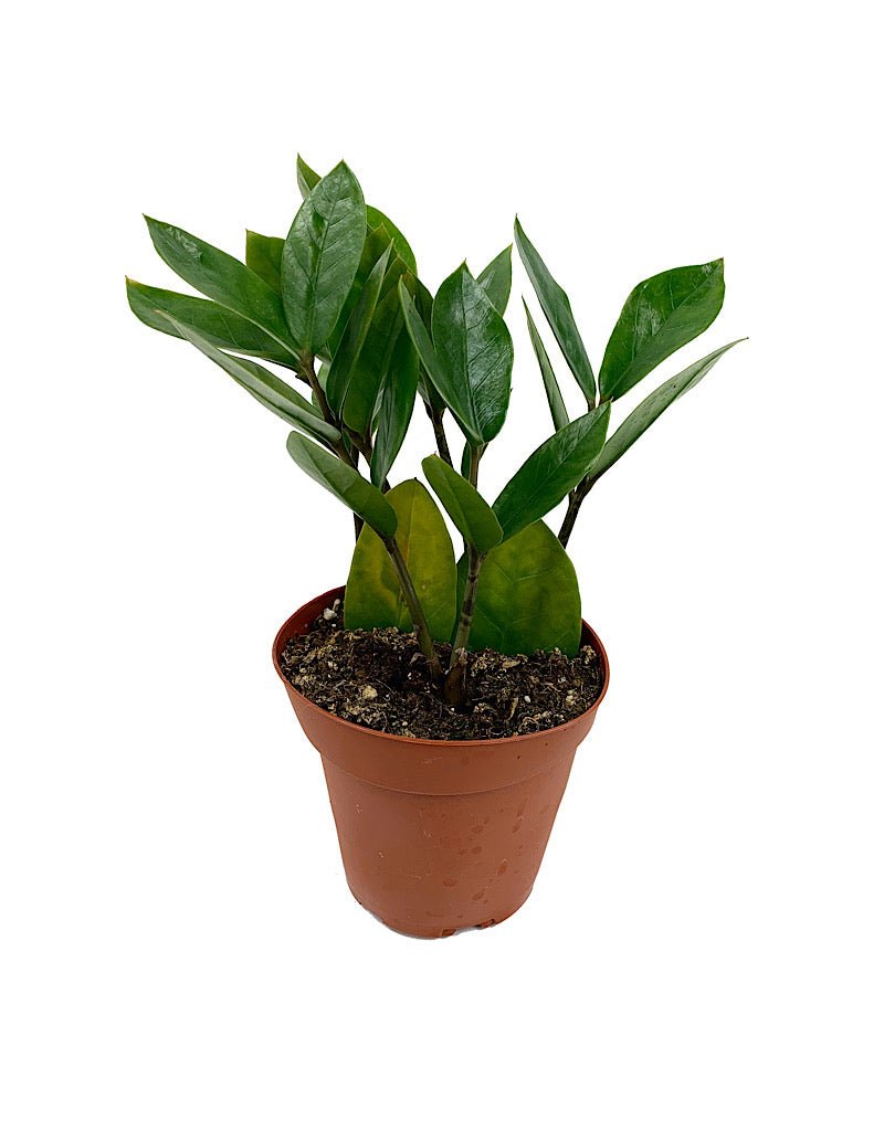 Zamioculcas zamiifolia - House Plants