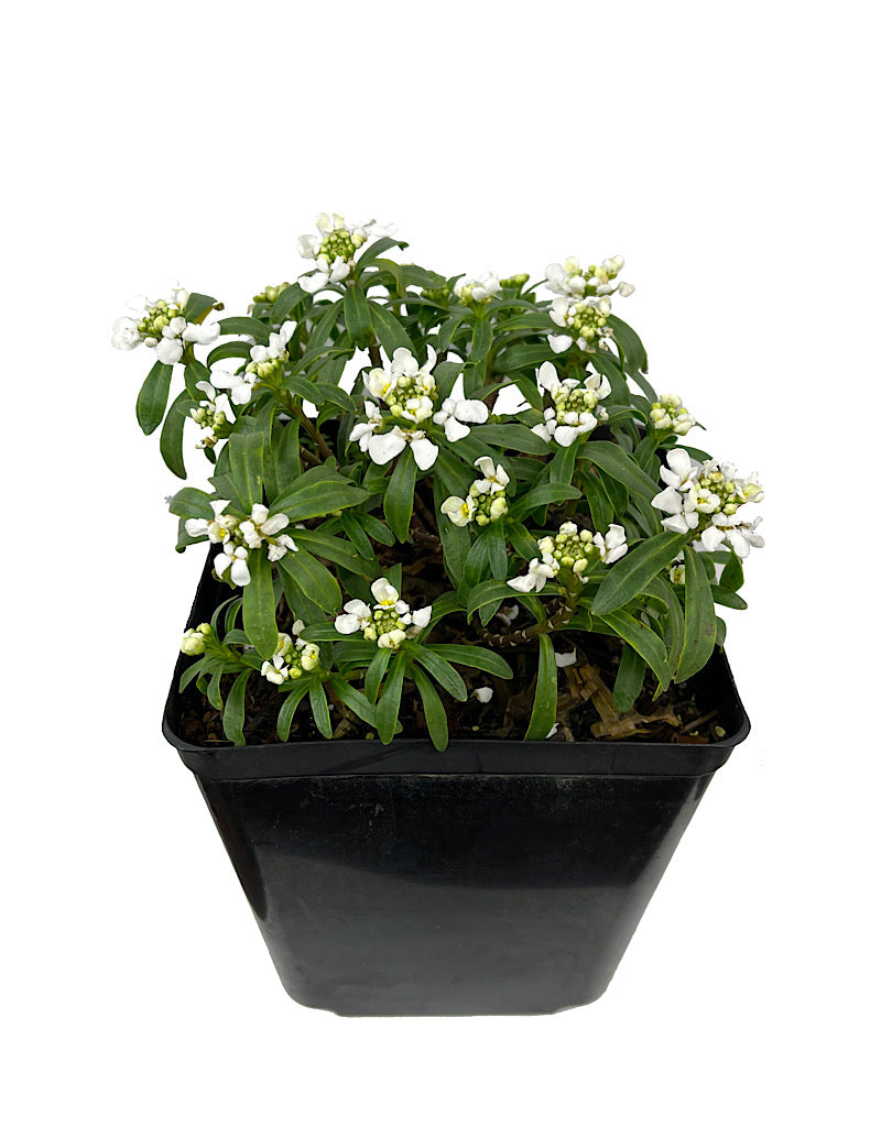 Iberis s. 'Snow Cone' 1 Gallon