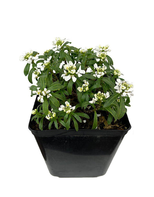 Iberis s. 'Snow Cone' - The Garden Corner