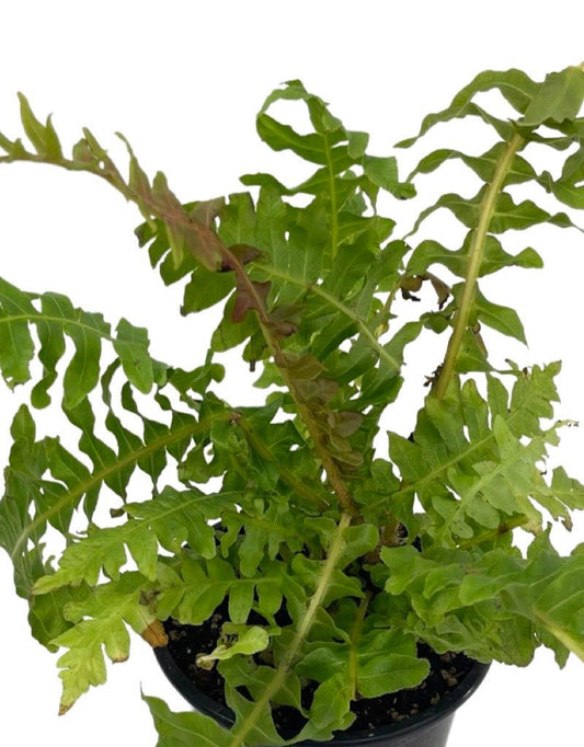 Blechnum brasiliense Quart - The Garden Corner