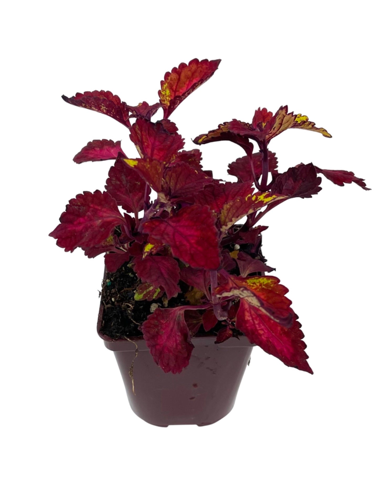 Coleus 'CC Hottie'