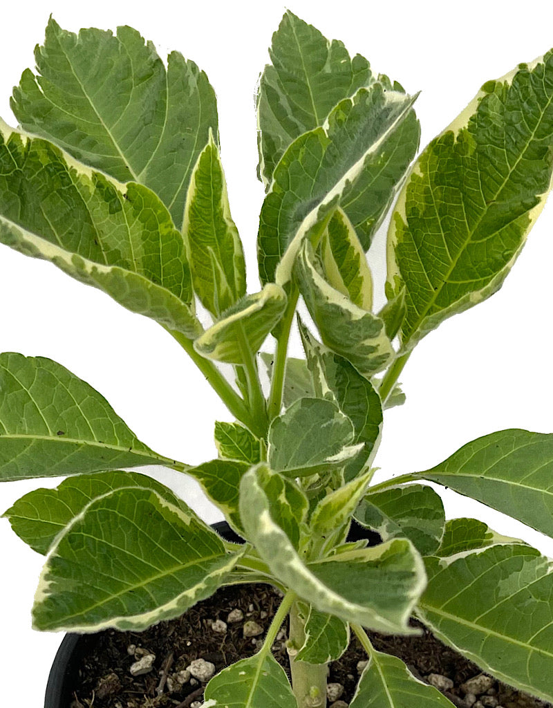 Brugmansia 'Variegata'