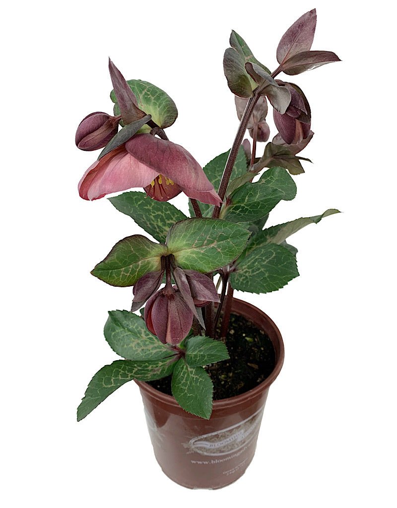 Helleborus x 'Penny's Pink' - The Garden Corner