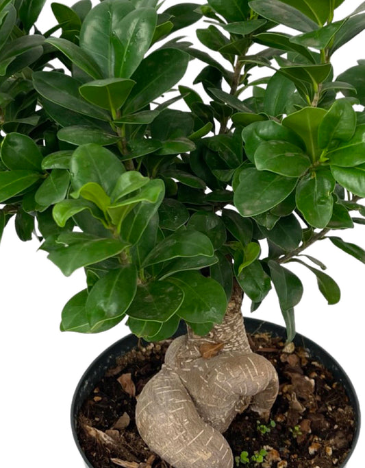 Ginseng Grafted Ficus Bonsai 8 Inch - The Garden Corner