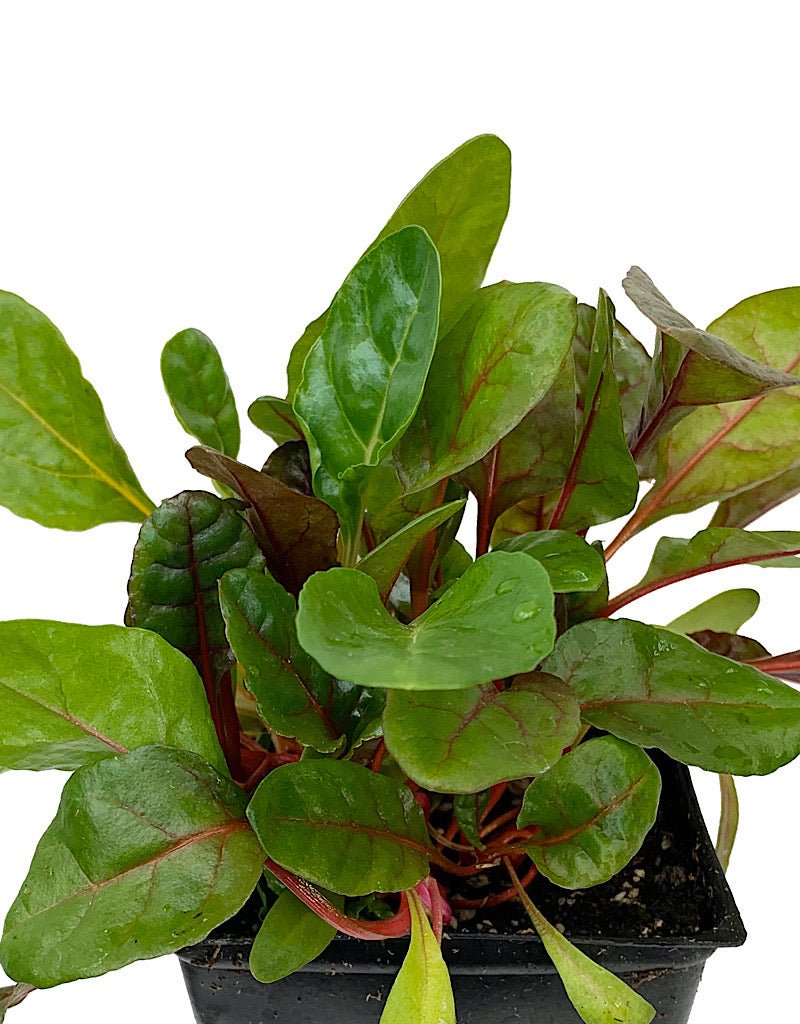 Swiss Chard 'Bright Lights' - The Garden Corner