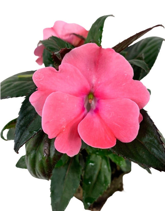 Sunpatiens 'Compact Blush Pink' - The Garden Corner