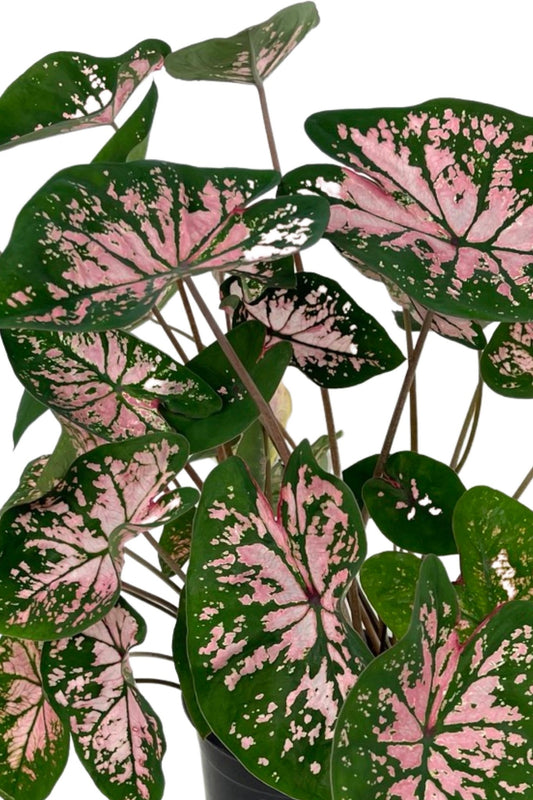 Caladium 'Pink Splash' 1 Gallon - The Garden Corner