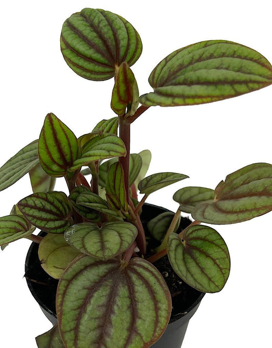 Peperomia 'Piccolo Banda' - The Garden Corner