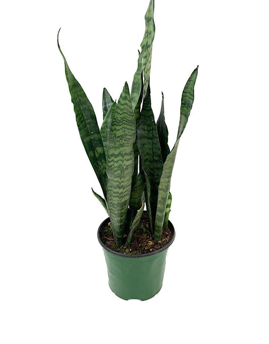 Sansevieria 'Black Coral' - The Garden Corner