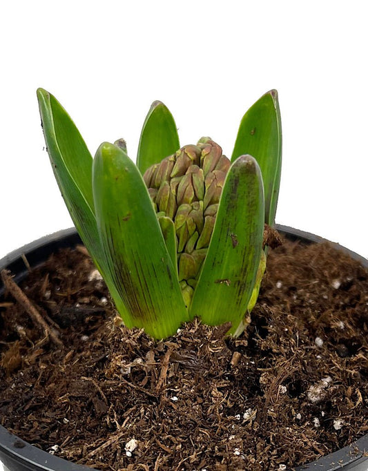 Hyacinth 'Jan Bos' 4 Inch - The Garden Corner