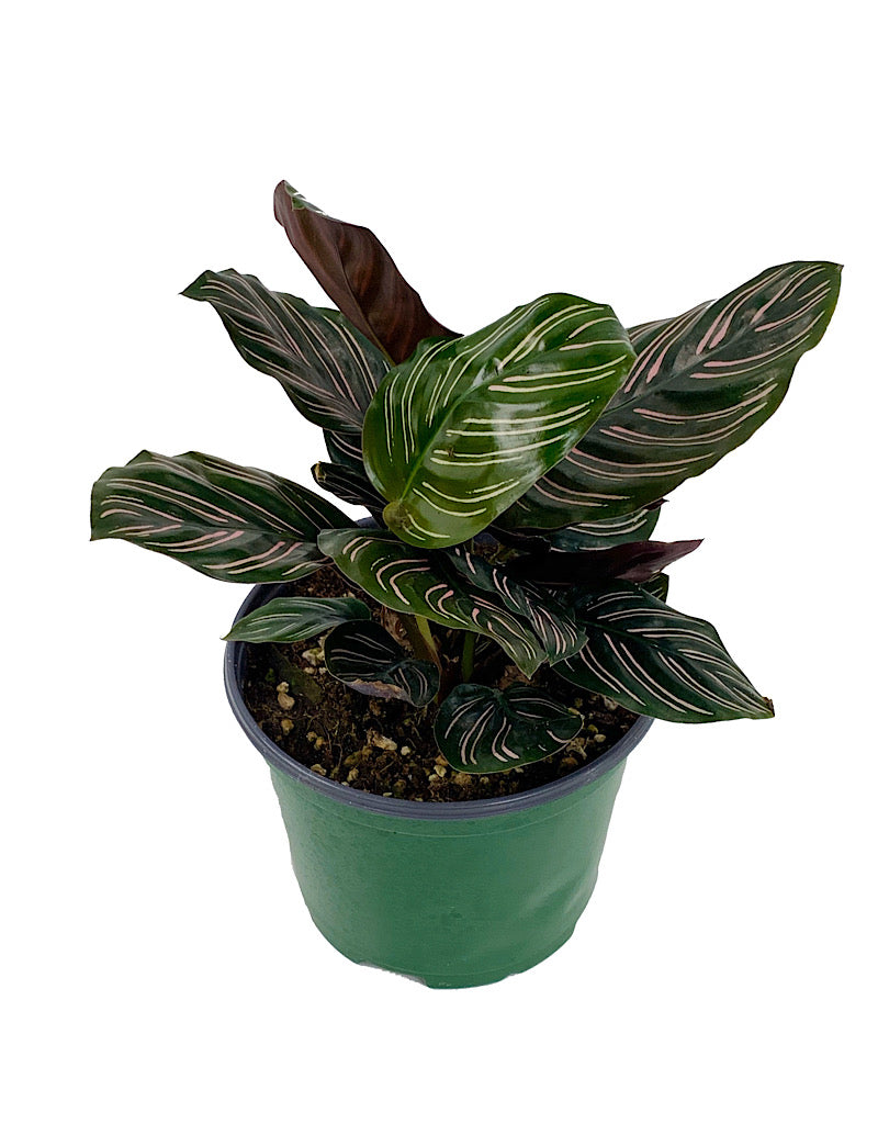 Calathea ornata 'Sanderiana' 6 inch