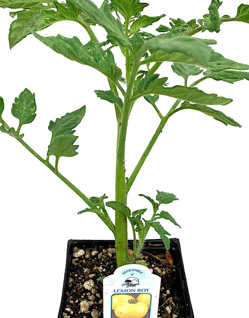 Tomato 'Lemon Boy' 4 Inch - The Garden Corner