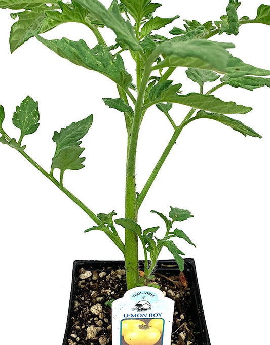 Tomato 'Lemon Boy' 4 Inch - The Garden Corner