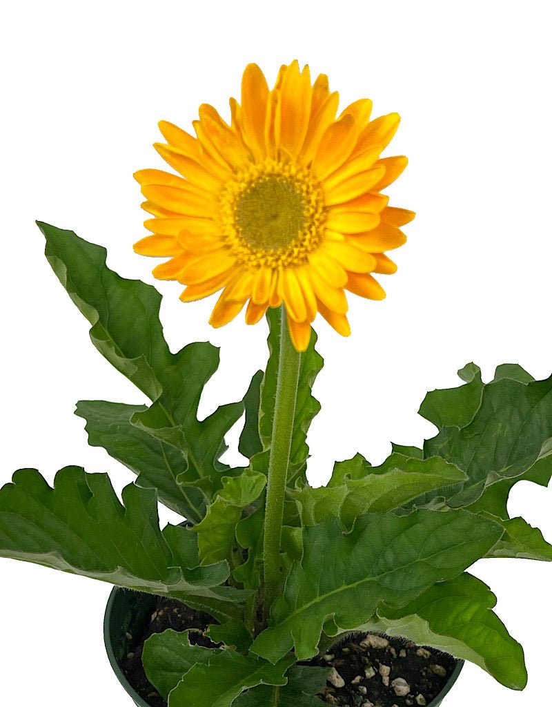 Gerbera garvinea 'Sweet Smile' 1 Gallon - The Garden Corner