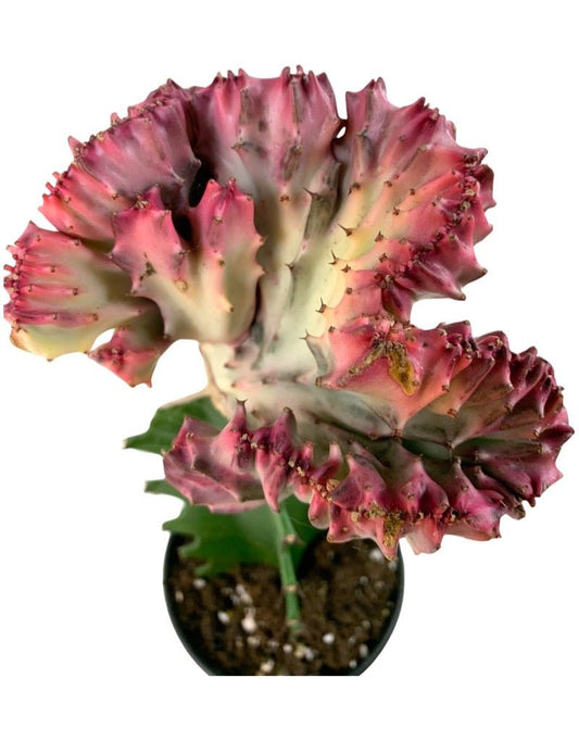 Euphorbia lactea crest - The Garden Corner