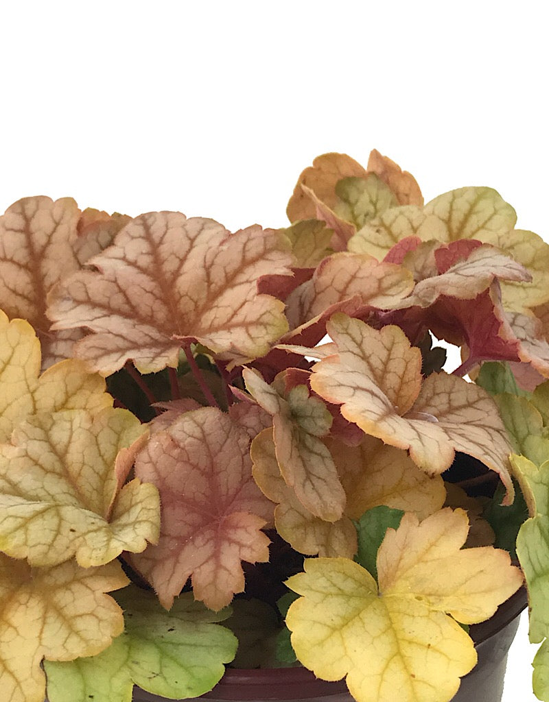 Heuchera 'Topaz Jazz' 1 Gallon