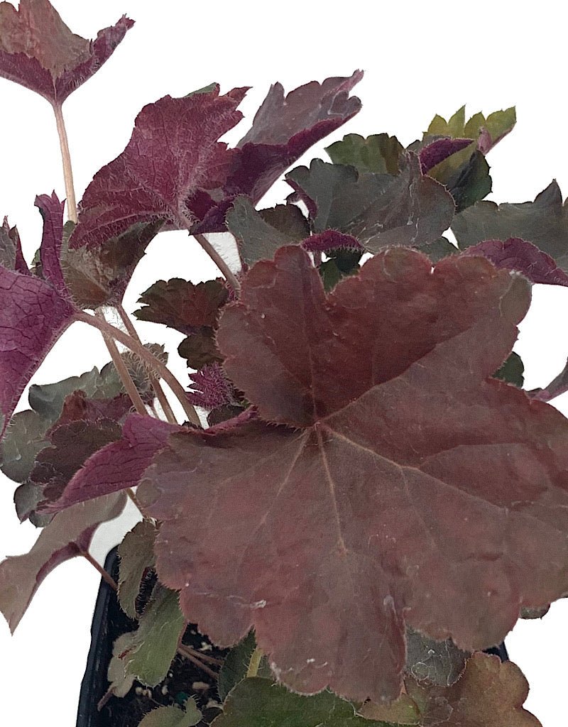 Heuchera 'Palace Purple Select' - The Garden Corner