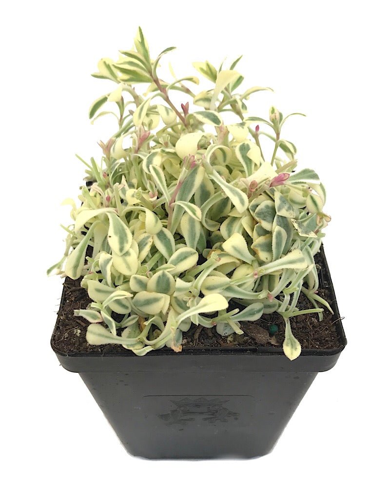 Silene uniflora 'Druetts Variegated' - Perennials