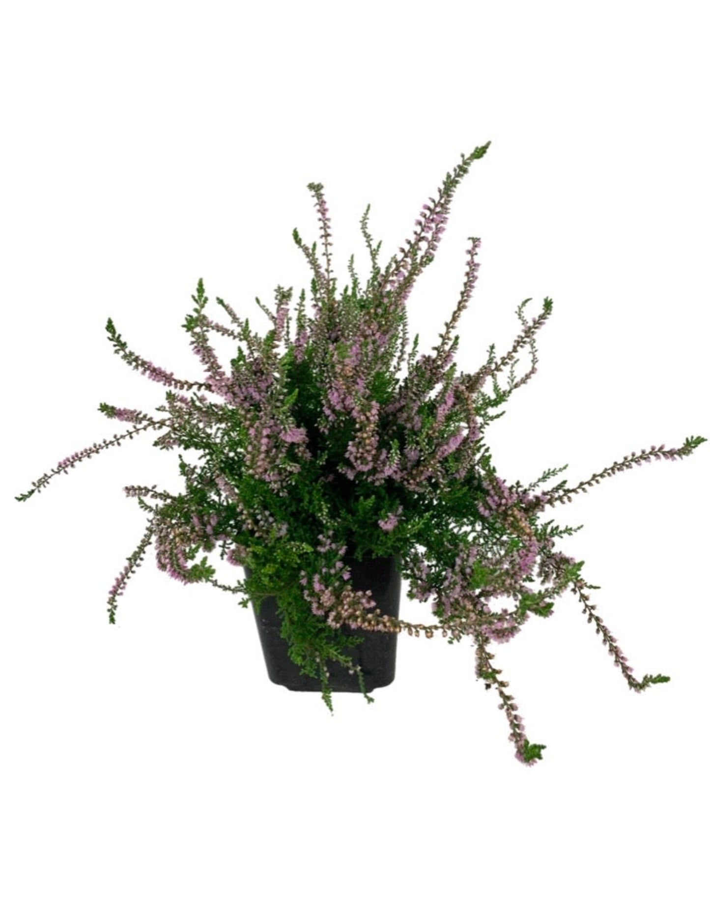 Calluna vulgaris 'Spring Torch' - Shrubs