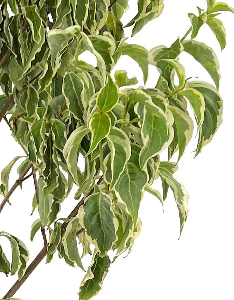 Cornus kousa 'Samzam' - The Garden Corner