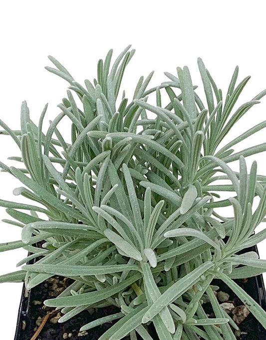 Lavandula x intermedia 'Phenomenal' - The Garden Corner