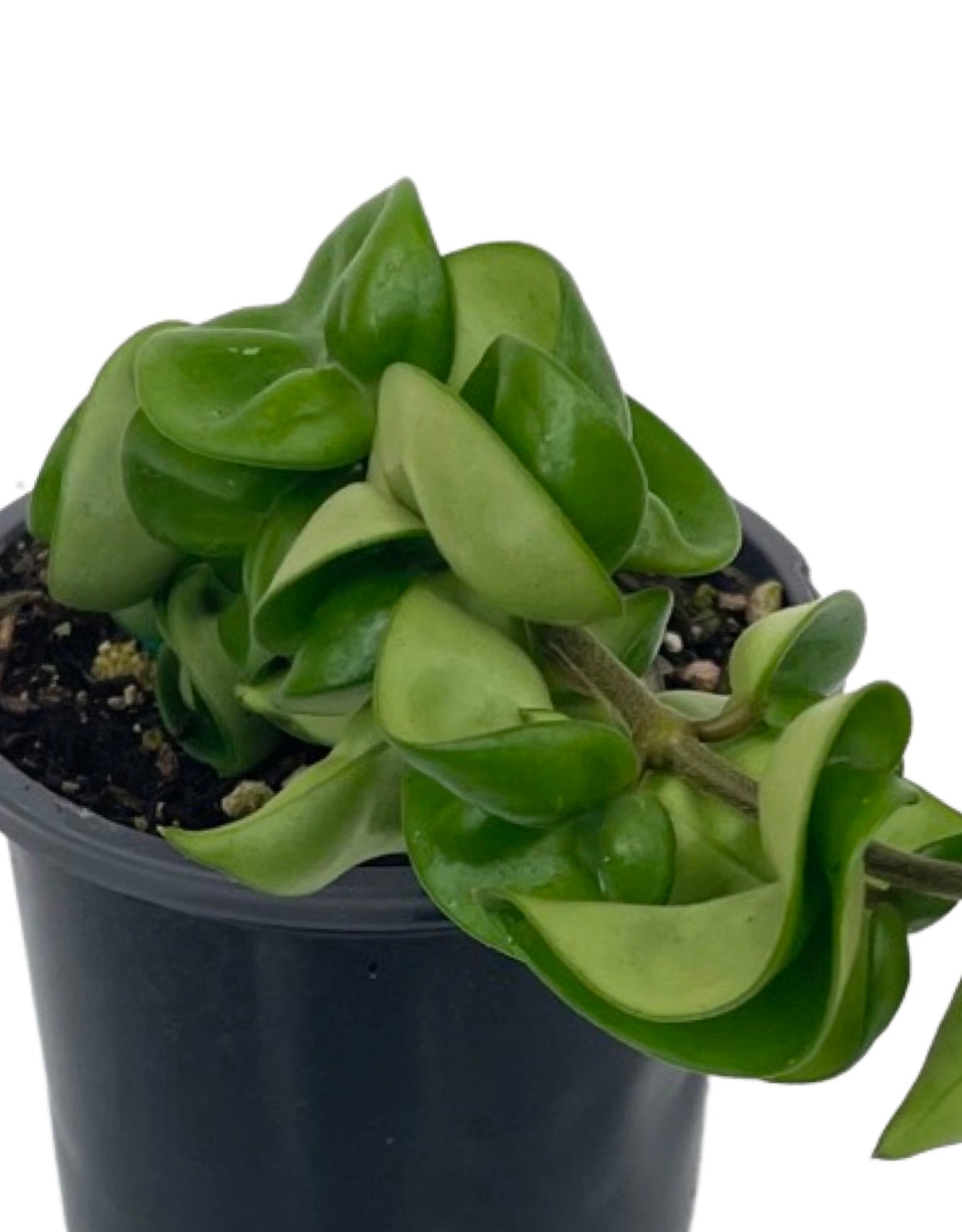 Hoya compacta 'Hindu Rope' 4 Inch - The Garden Corner