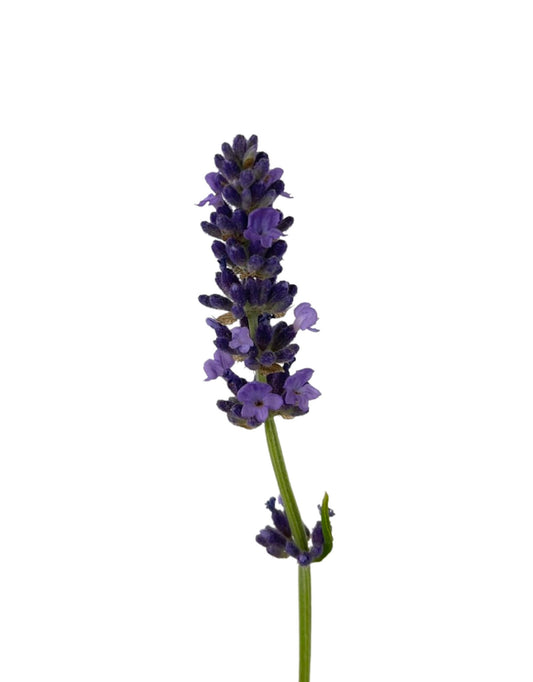 Lavandula angustifolia 'Blue Spear' 1 Gallon - The Garden Corner