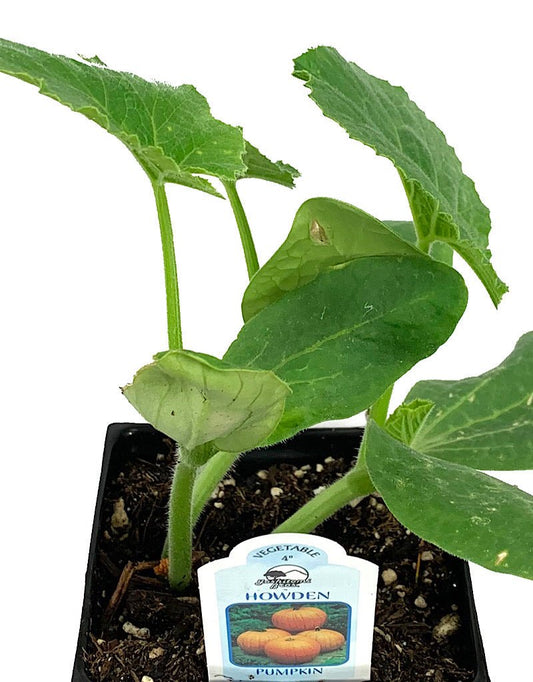 Pumpkin 'Howden' 4 Inch - The Garden Corner