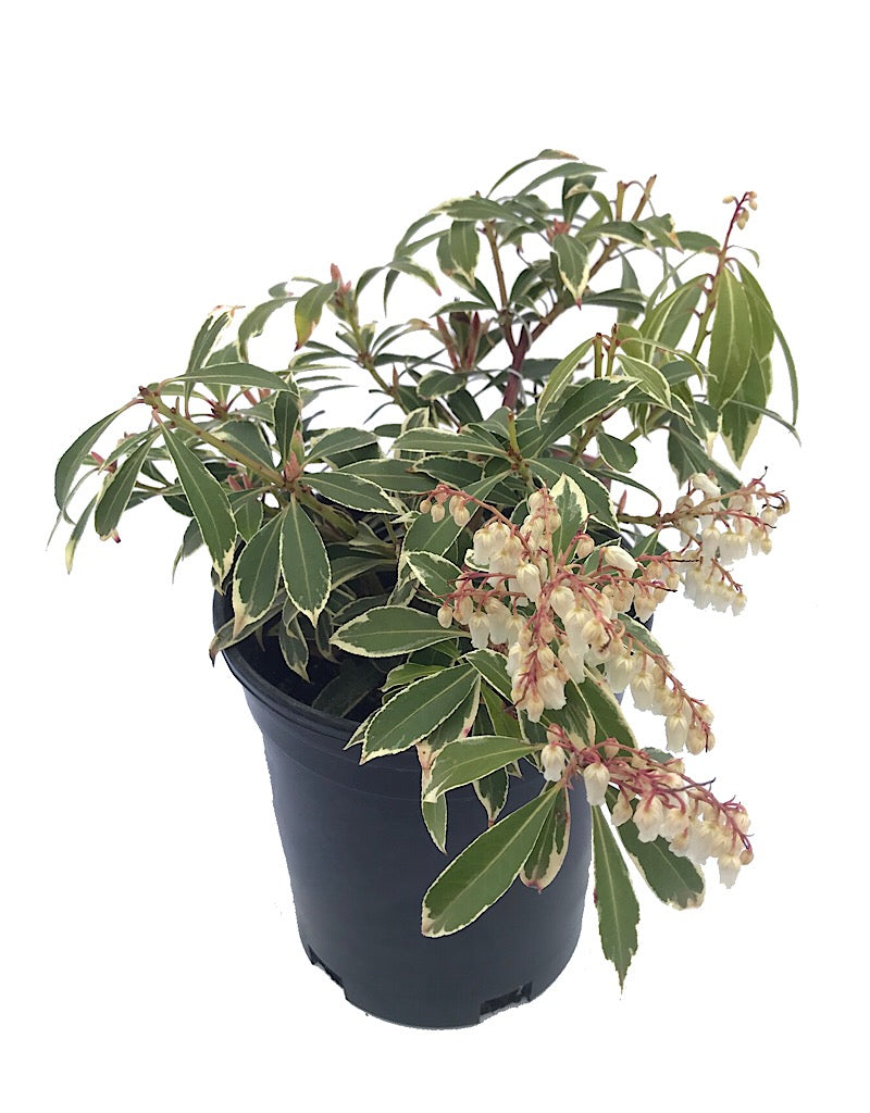 Pieris japonica 'Flaming Silver' 1 Gal